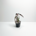 Alocasia Bambino Rose