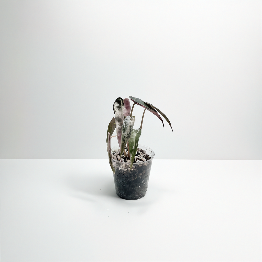 Alocasia Bambino Pink Variegated acclimated plant