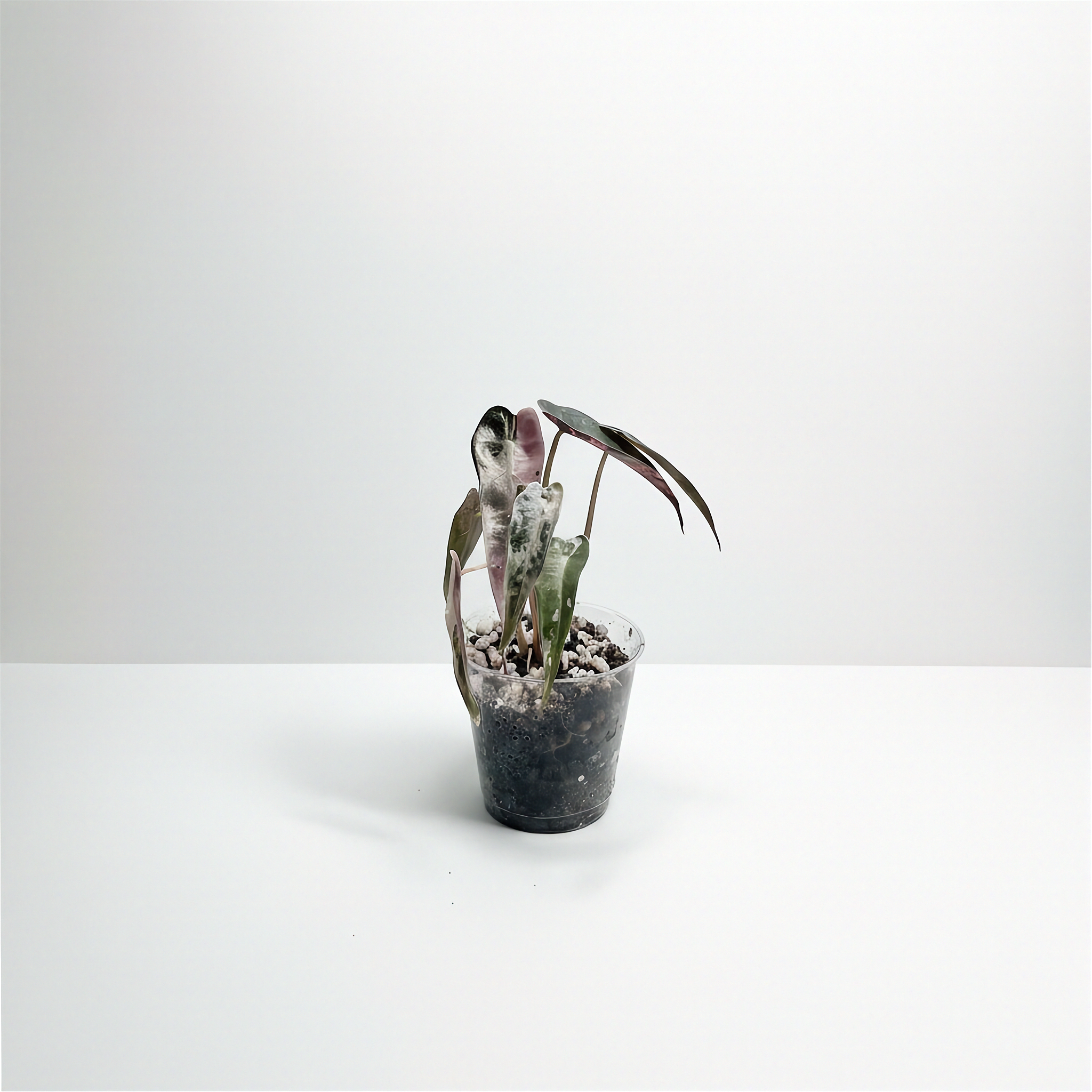 Alocasia Bambino Pink Variegated acclimated plant