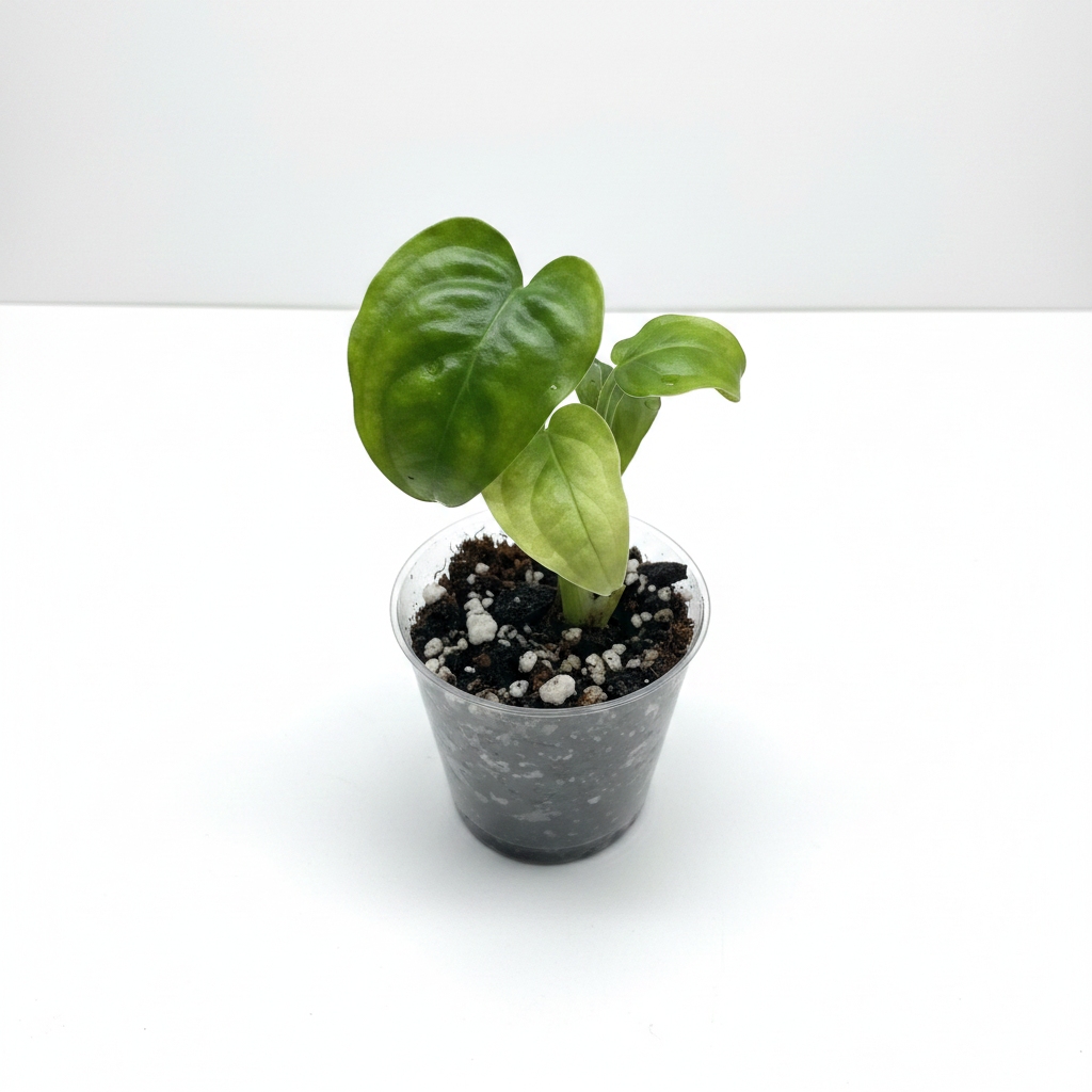 Monstera Obliqua Peru