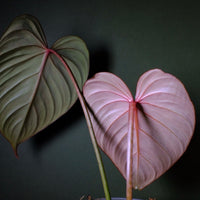 Philodendron Gloriosum Pink Back