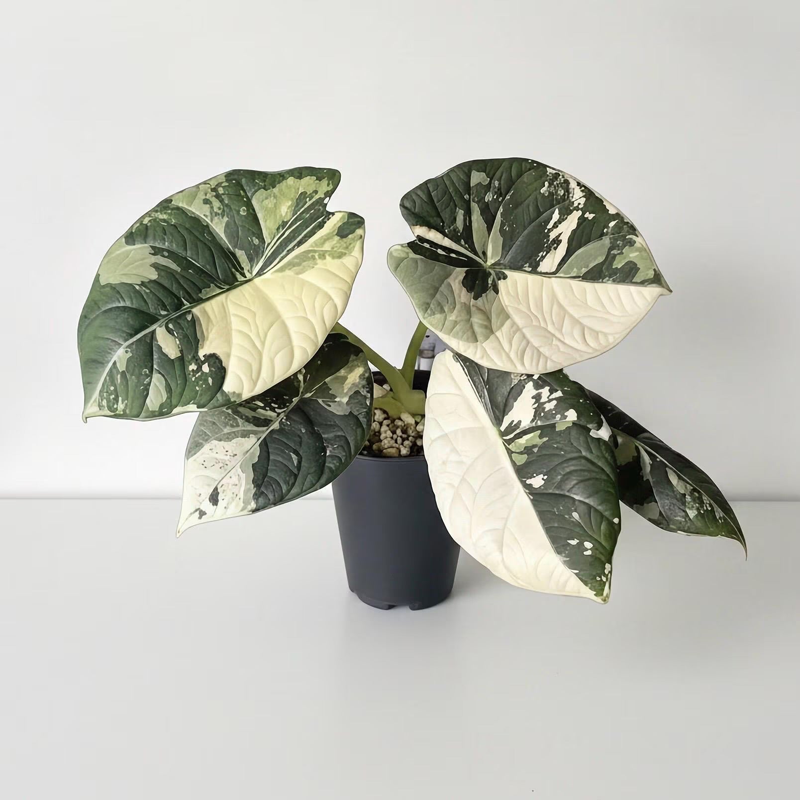 Alocasia Maharani Albo Variegated – AgaPlantz