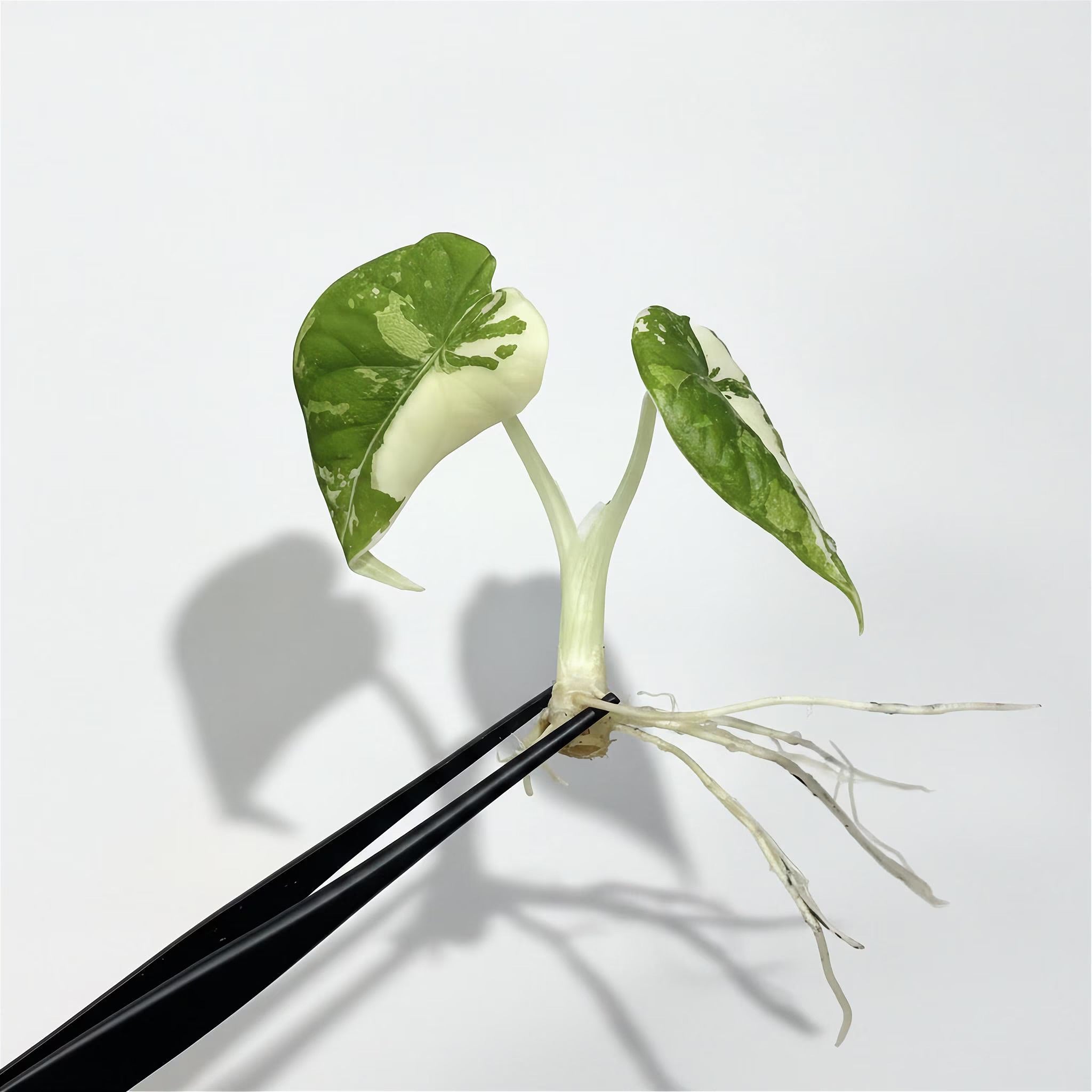 Alocasia Maharani Albo Variegated (Pre-Order)