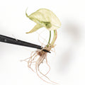 Alocasia Azlanii Albo Variegated (Pre-Order)