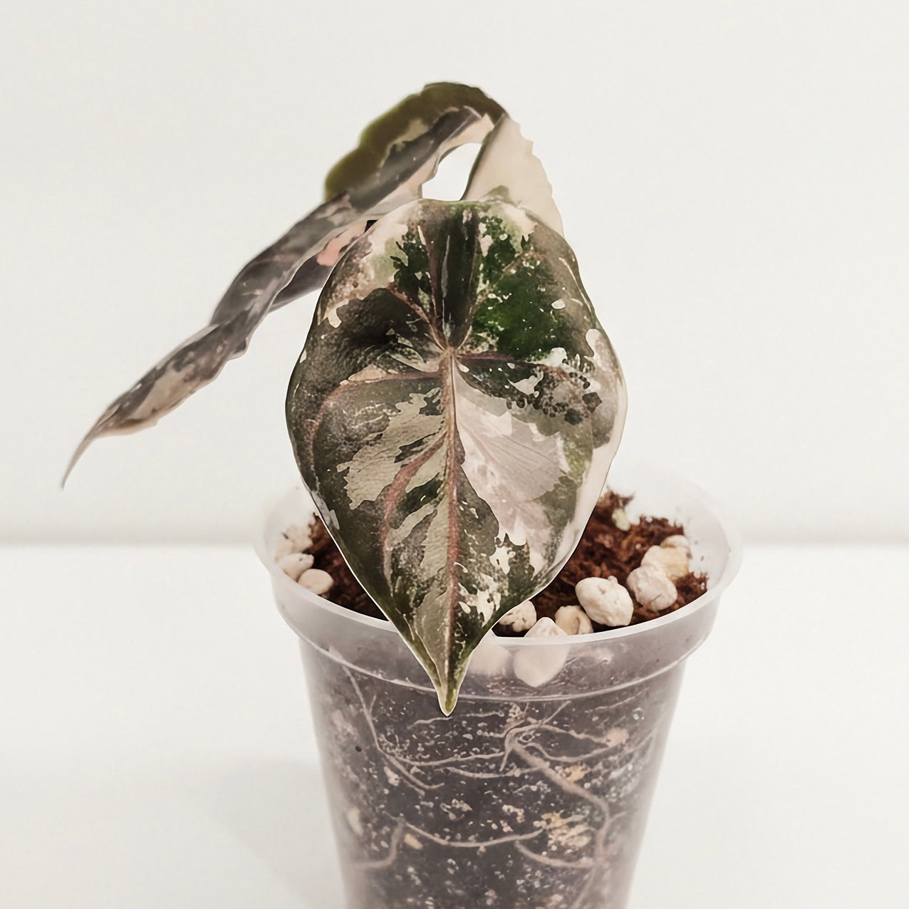 Alocasia Azlanii Albo Variegated (Pre-Order)