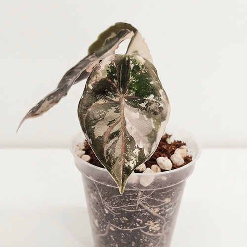 Alocasia Azlanii Albo Variegated (Pre-Order)