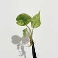 Alocasia Nairobi Nights Variegated (Pre-Order)