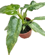 Mature Philodendron Golden Dragon green form in a terracotta pot