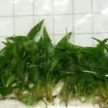 Philodendron Golden Dragon green tissue culture plantlets