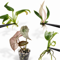 Monthly Mystery Plant Box