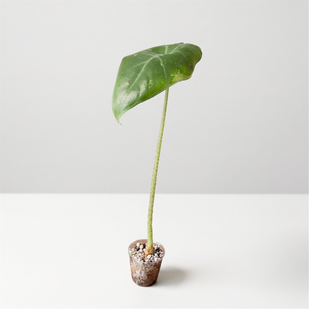Alocasia Longiloba Albo Variegated acclimated plant in a clear cup