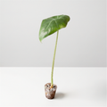 Alocasia Longiloba Albo Variegated acclimated plant in a clear cup