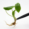 Alocasia Shattered Glass tissue culture plantlet held with black tweezers on a white background