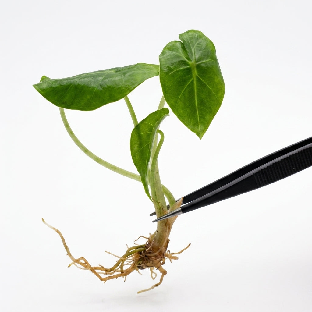 Alocasia Shattered Glass tissue culture plantlet held with black tweezers on a white background