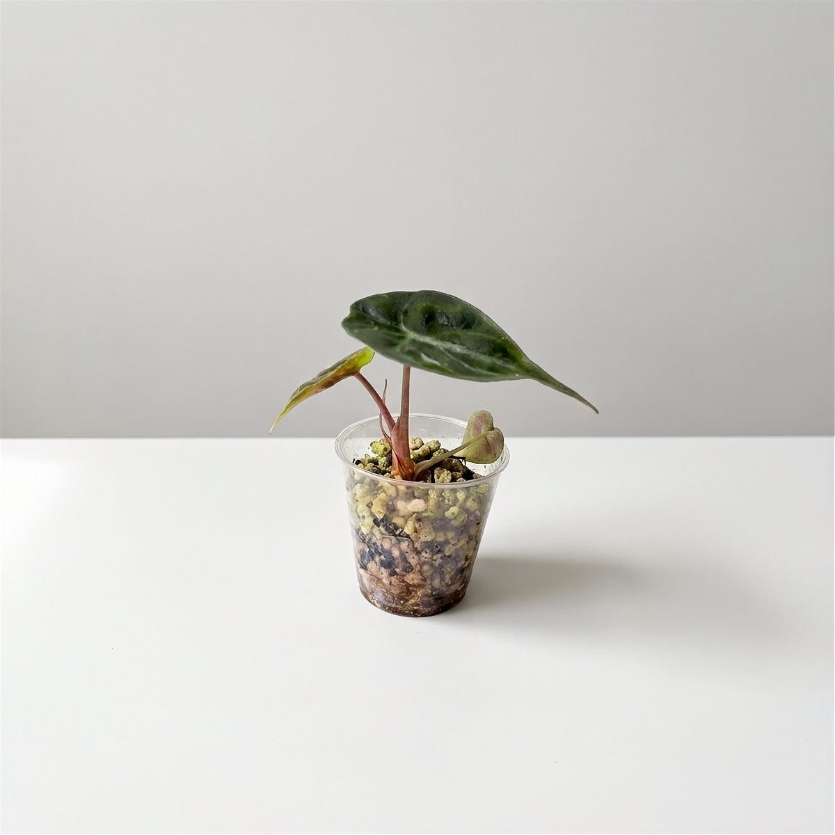 Alocasia Venom Green acclimated plant in a clear cup