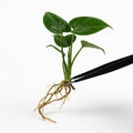 Anthurium King of Clarinervium X Silver Tiger tissue culture plantlet held with black tweezers on a white background
