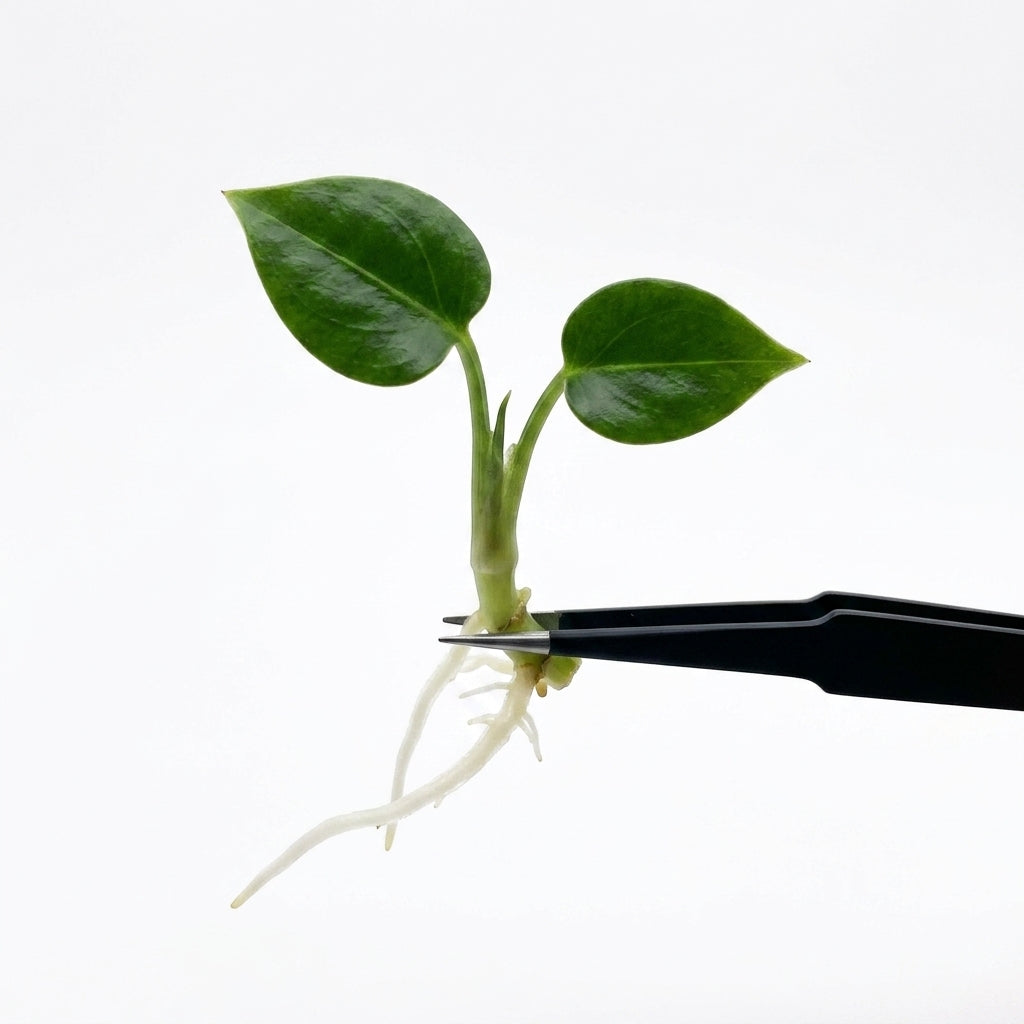 Anthurium Luxurians tissue culture plantlet held with black tweezers on a white background