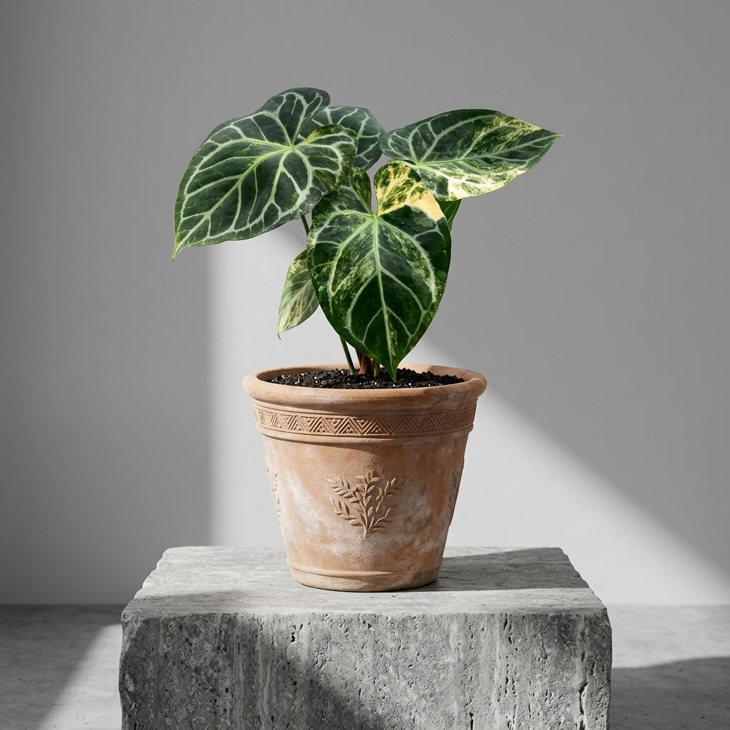 Mature Anthurium Magnificum x Crystallinum Dark Form Variegated in an antiqued terracotta pot on a stone pedestal