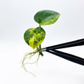Anthurium Magnificum x Crystallinum Dark Form Variegated tissue culture plantlet held with black tweezers on a white background