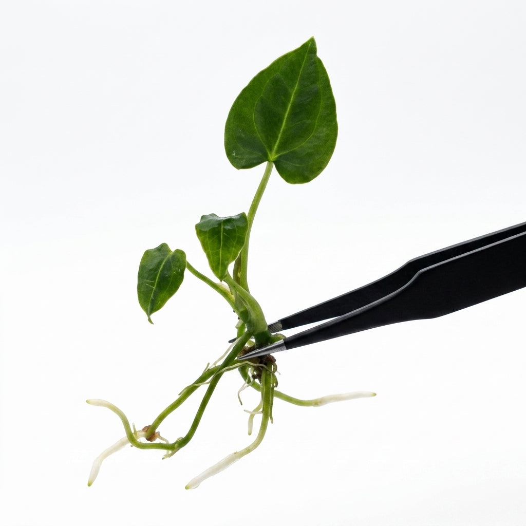 Anthurium Magnificum tissue culture plantlet held with black tweezers on a white background