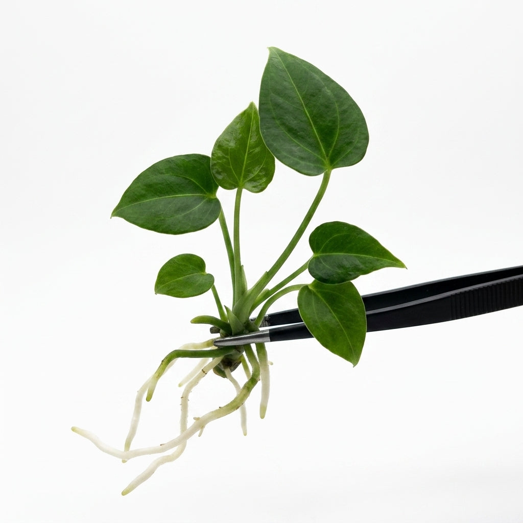 Anthurium Manta Ray X Dark Phoenix tissue culture plantlet held with black tweezers on a white background