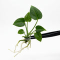 Anthurium Manta Ray X Dark Phoenix tissue culture plantlet held with black tweezers on a white background