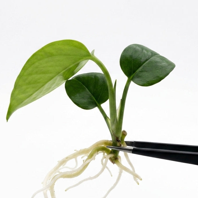 Anthurium Pallidiflorum tissue culture plantlet held with black tweezers on a white background