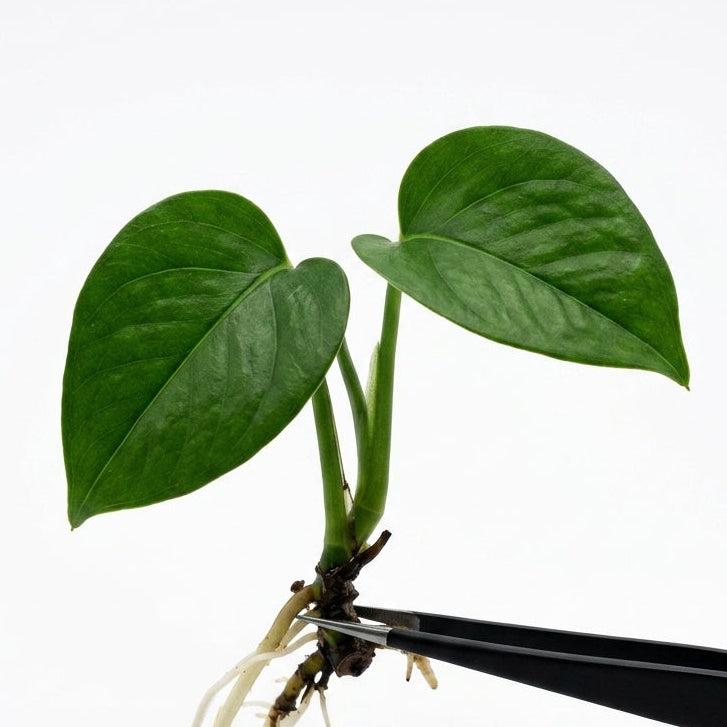 Anthurium Papillilaminum tissue culture plantlet held with black tweezers on a white background