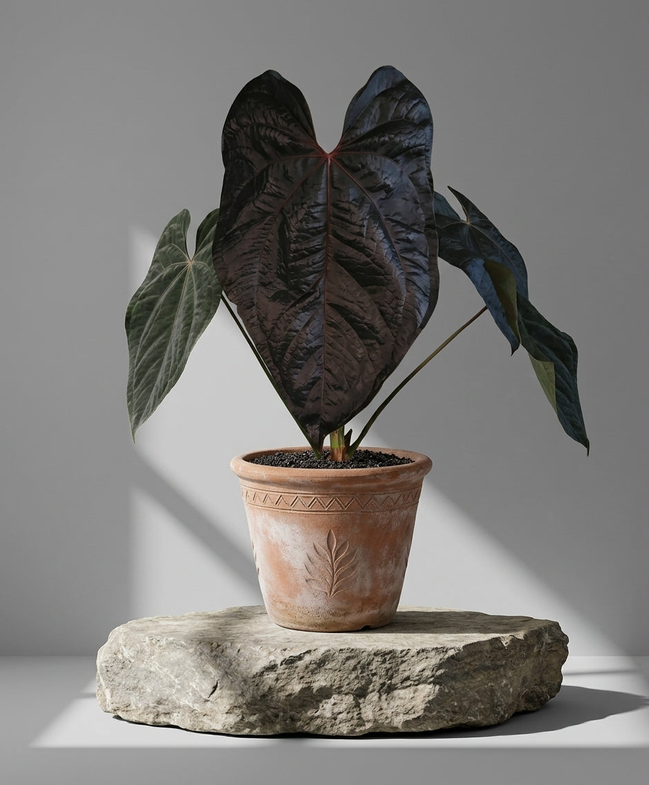Mature Anthurium Queen Of Hearts in an antiqued terracotta pot on a stone pedestal