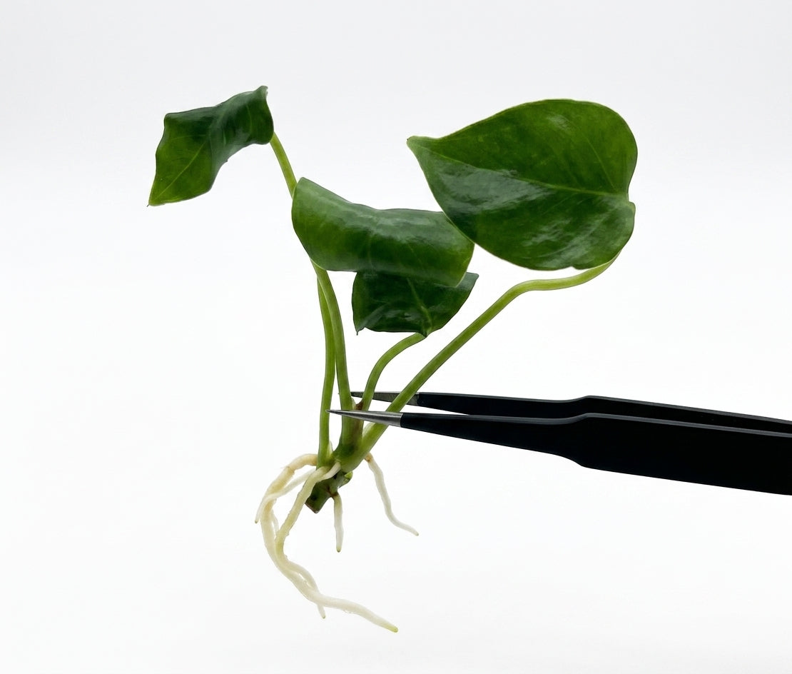 Anthurium Queen Of Hearts tissue culture plantlet held with black tweezers on a white background