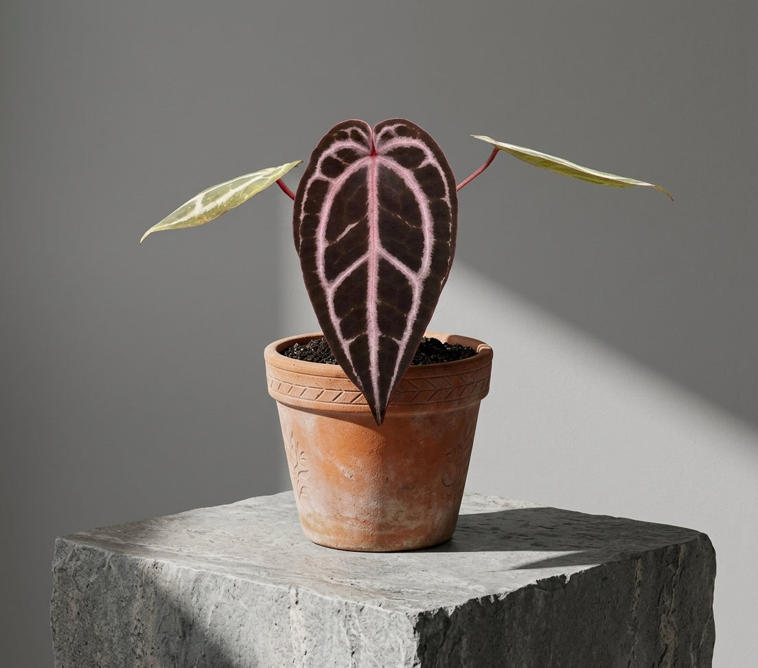 Mature Anthurium Red Crystallinum × Michelle in an antiqued terracotta pot on a stone pedestal