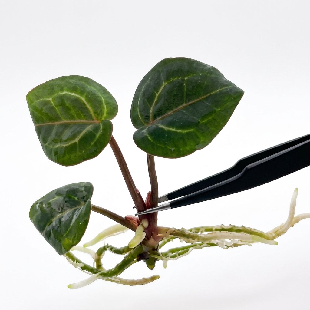Anthurium Red Crystallinum × Michelle tissue culture plantlet held with black tweezers on a white background