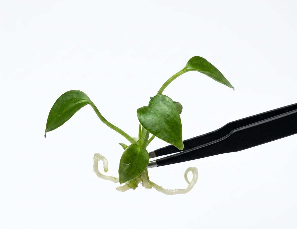 Anthurium Veitchii tissue culture plantlet held with black tweezers on a white background