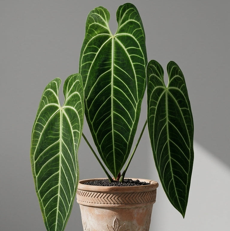 Mature Anthurium Warocqueanum in an antiqued terracotta pot on a stone pedestal