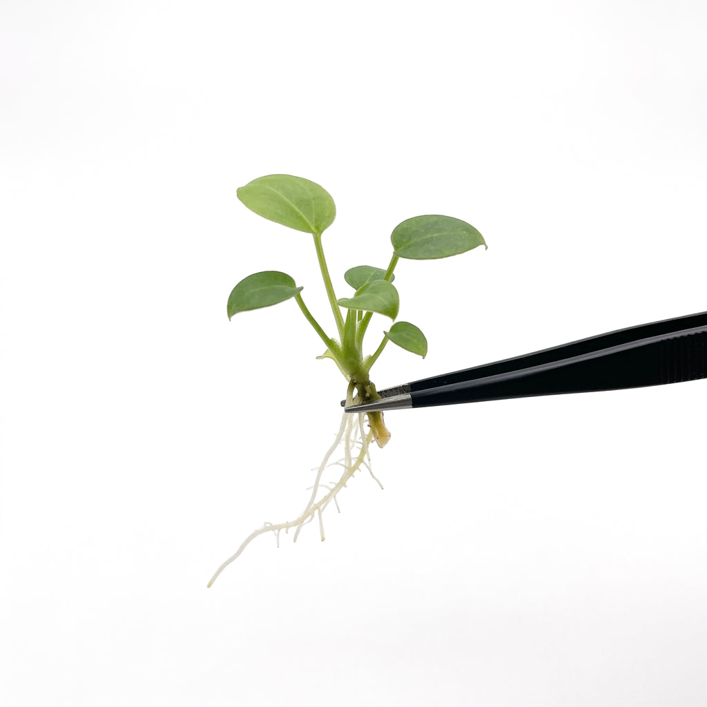Anthurium Wendlingeri tissue culture plantlet held with black tweezers on a white background