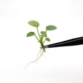 Anthurium Wendlingeri tissue culture plantlet held with black tweezers on a white background