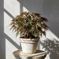 Mature Begonia bipinnatifida with fine fern-like leaves in an aged pot