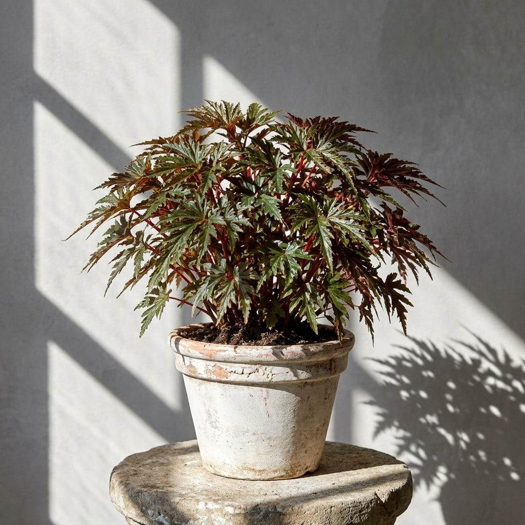 Mature Begonia bipinnatifida with fine fern-like leaves in an aged pot