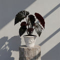 Mature Begonia Black Bate with glossy jet-black ruffled leaves in an aged pot