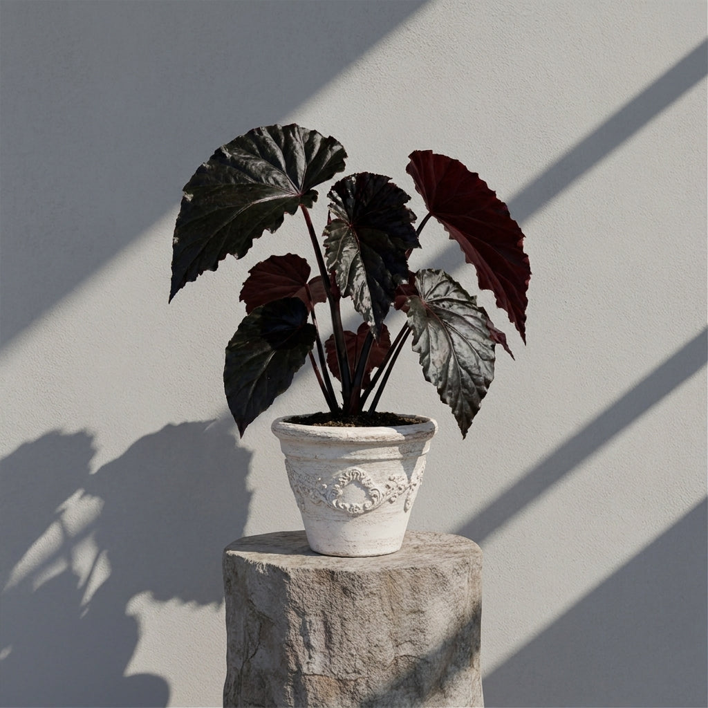 Mature Begonia Black Bate with glossy jet-black ruffled leaves in an aged pot