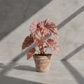 Mature Begonia Blue Glass with silvery-pink patterned leaves and coral stems in an aged terracotta pot