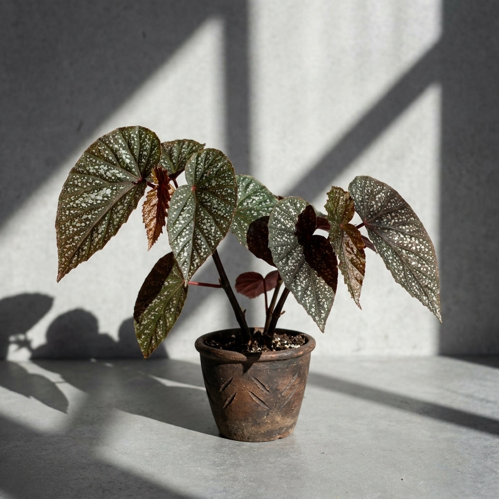 Mature Begonia curtisii Galaxy with dark leaves sprinkled in silver dots in an aged clay pot