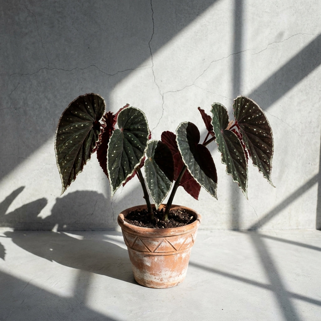 Mature Begonia darthvaderiana Green Spots with near-black leaves and pale green edges in an aged terracotta pot