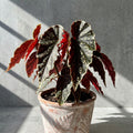 Mature Begonia Firefly with dark spotted leaves and red new growth in an aged terracotta pot