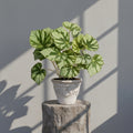 Mature Begonia Fu Yu with light green leaves and dark green star pattern in an aged pot
