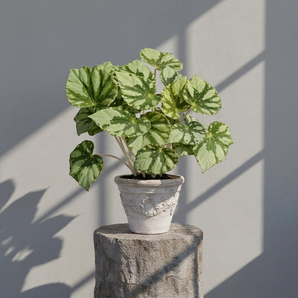 Mature Begonia Fu Yu with light green leaves and dark green star pattern in an aged pot