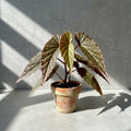 Mature Begonia gracilicyma with long dark green leaves and pink dots in an aged terracotta pot