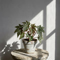 Mature Begonia Izumo No Kiraboshi with star-shaped dark green leaves and silver spots in an aged pot