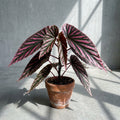 Mature Begonia Julau with dark leaves striped in bright pink in an aged terracotta pot