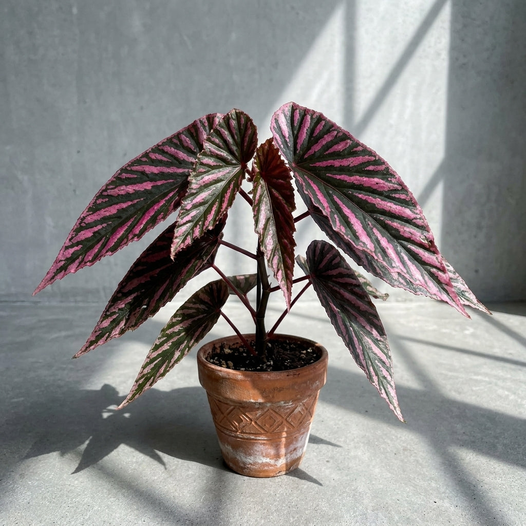 Mature Begonia Julau with dark leaves striped in bright pink in an aged terracotta pot